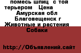 помесь шпиц  с той терьером › Цена ­ 8 000 - Амурская обл., Благовещенск г. Животные и растения » Собаки   